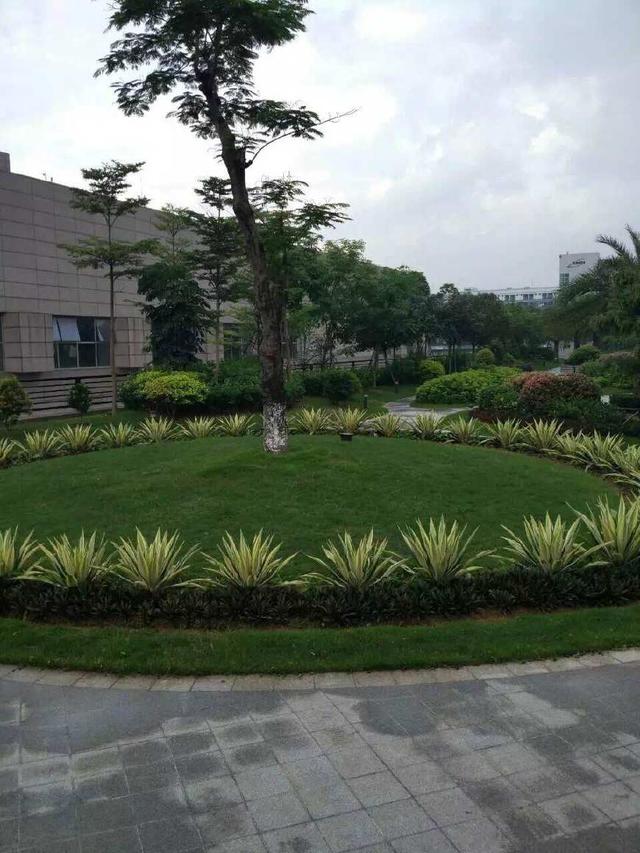 永利欢乐娱人城绿化工程-龙岗国宝造币厂绿化养护项目